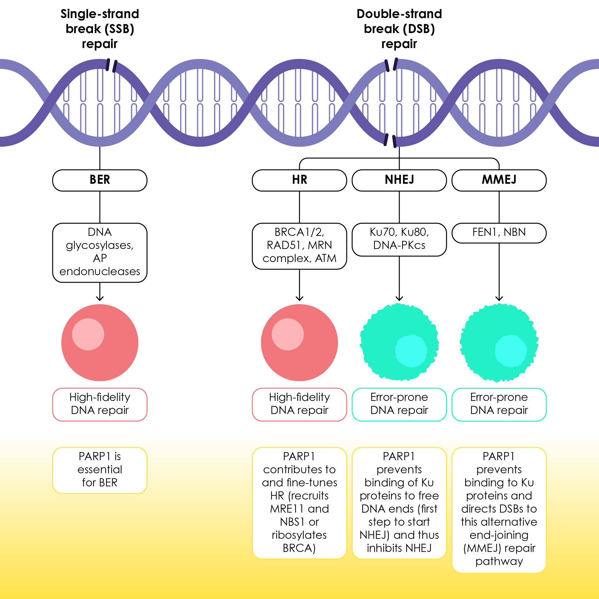DNA repair of single and double-stranded DNA breaks