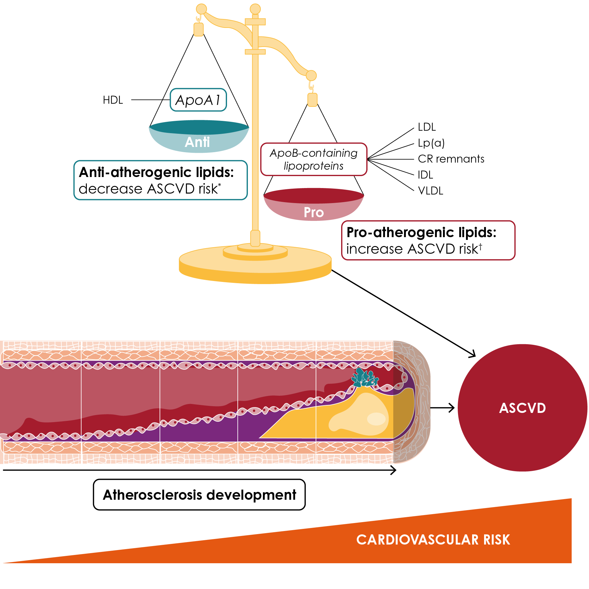 Lipids and risk of ASCVD