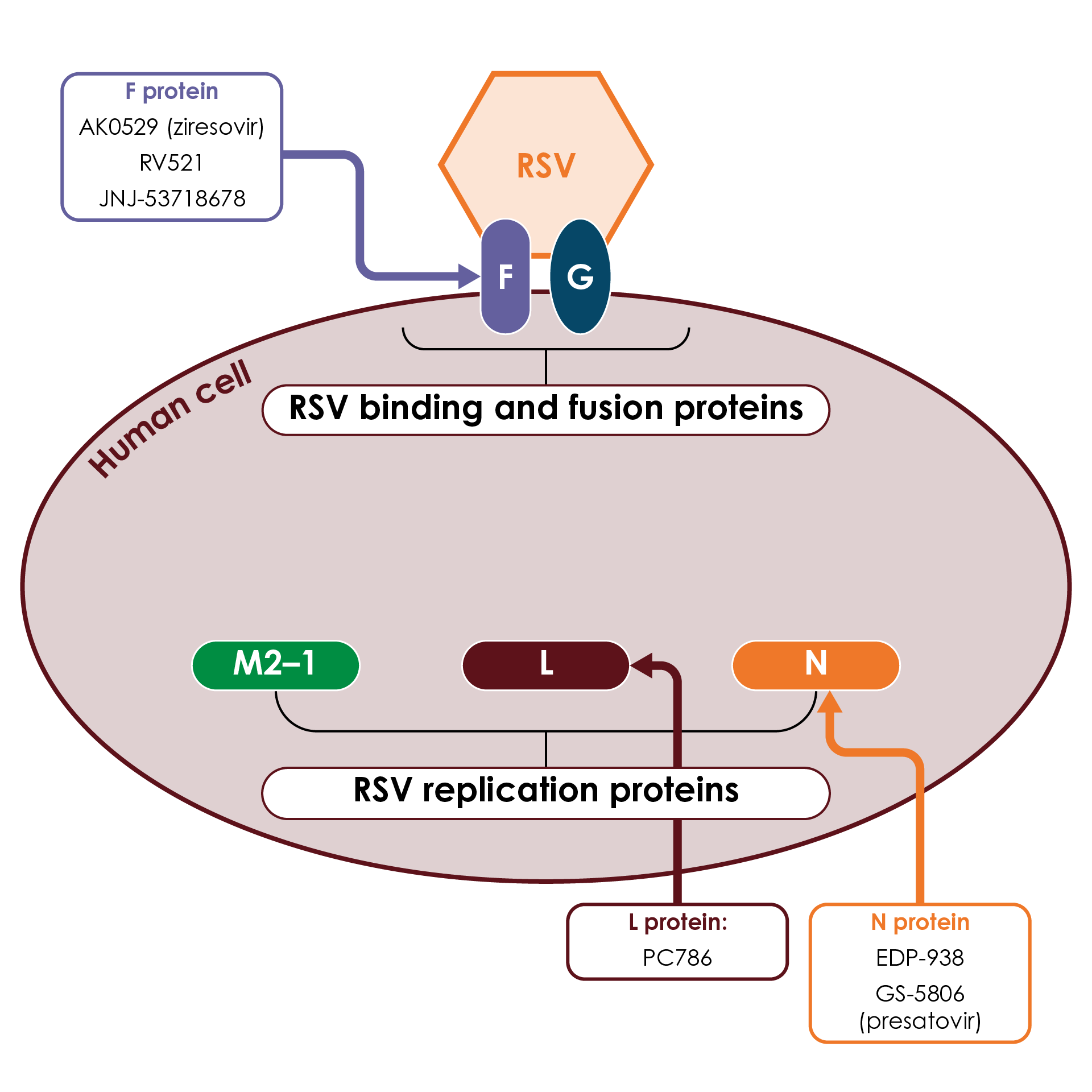 RSV protein targets for investigational antivirals
