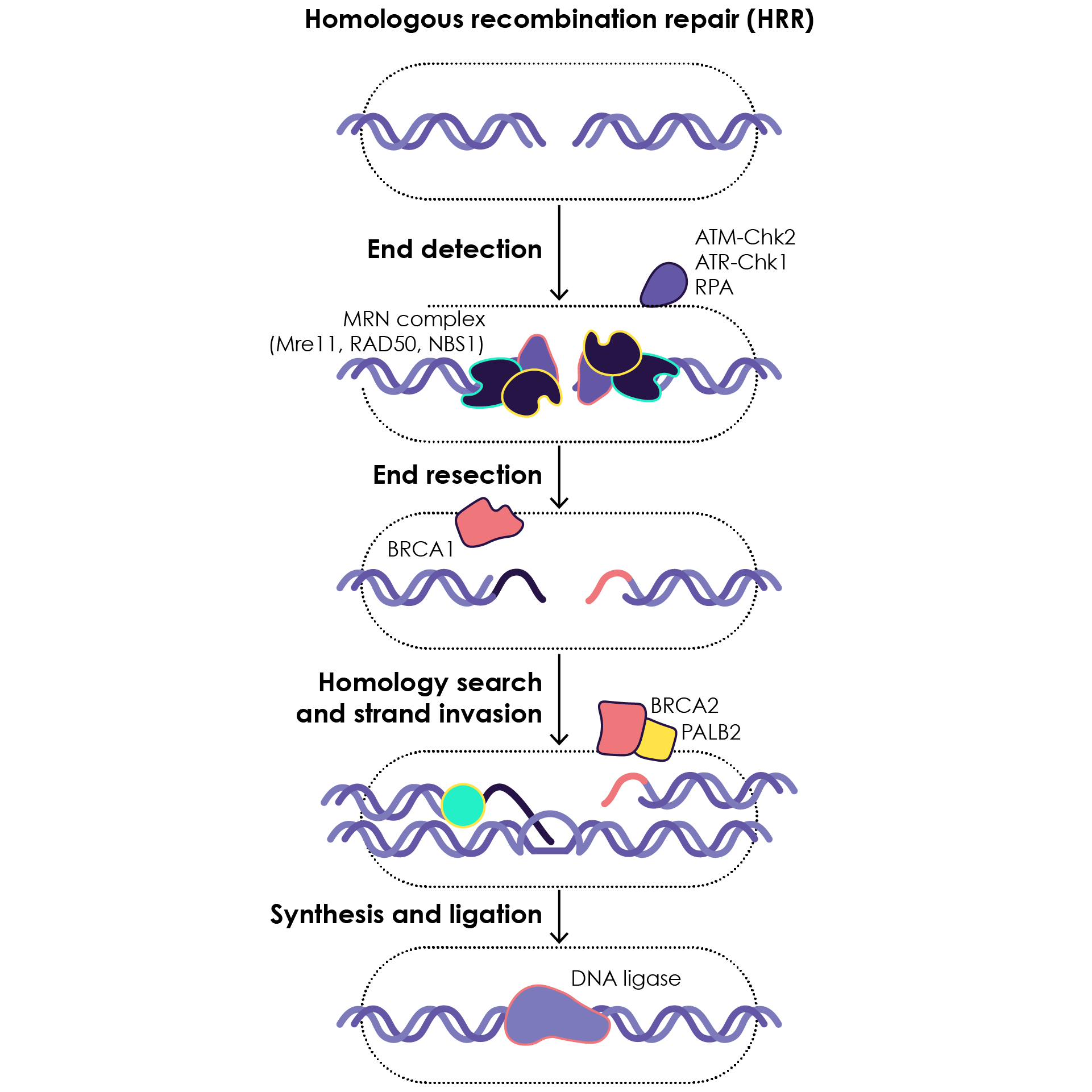 The homologous recombination repair (HRR) pathway