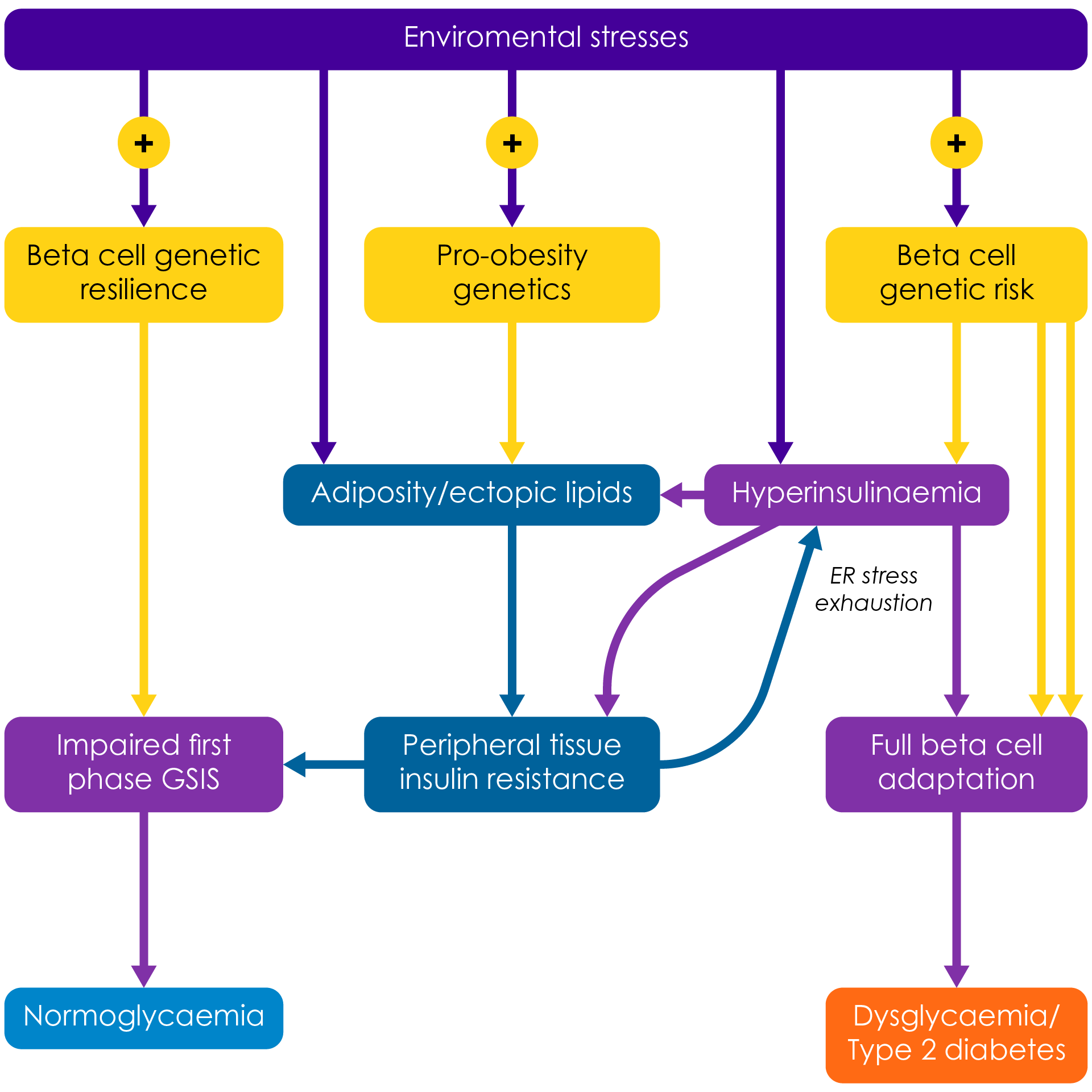 Obesity is a key contributing factor to the progression of T2D8.