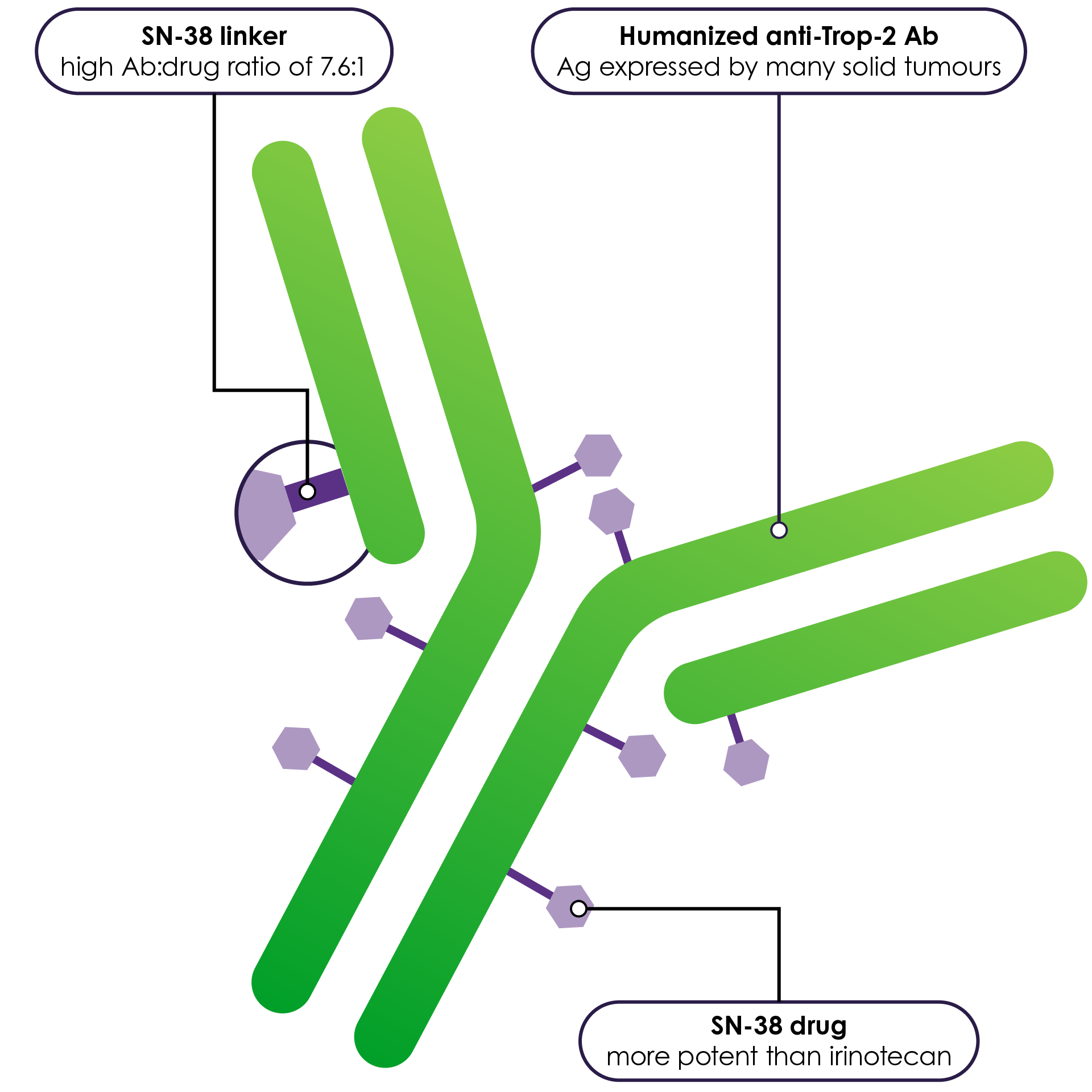 Figure 2. Diagram of Trop-2 antibody-drug conjugate sacituzumab govitecan (Adapted30).