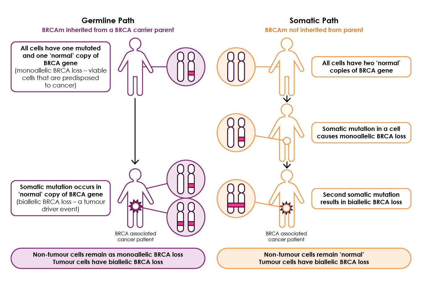 Figure 1. Germline and somatic BRCA mutations in a patient. Adapted from Knudson, 2001; Simon & Zhang, 2007