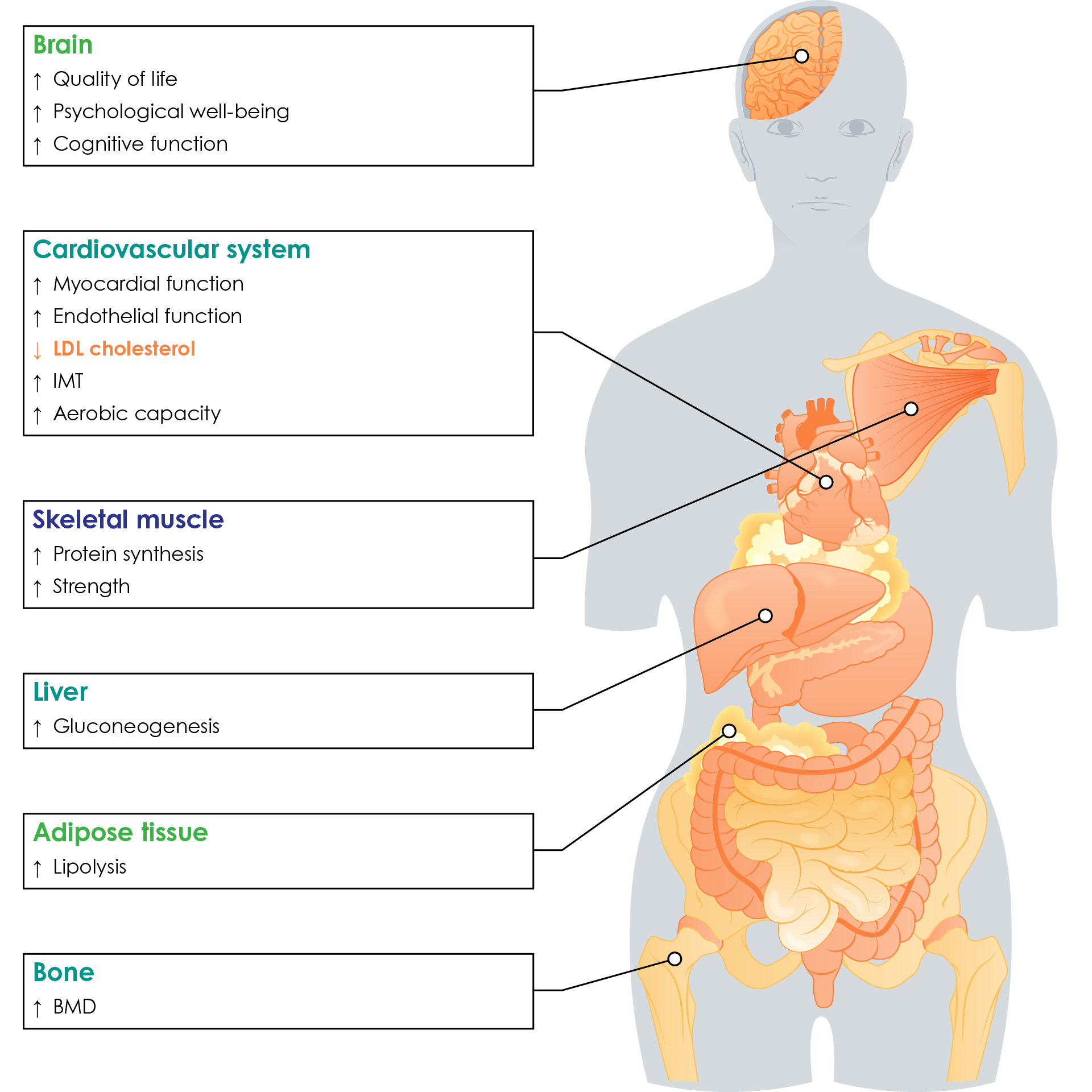 Primary beneficial effects of growth hormone replacement therapy in the treatment of adult growth hormone deficiency
