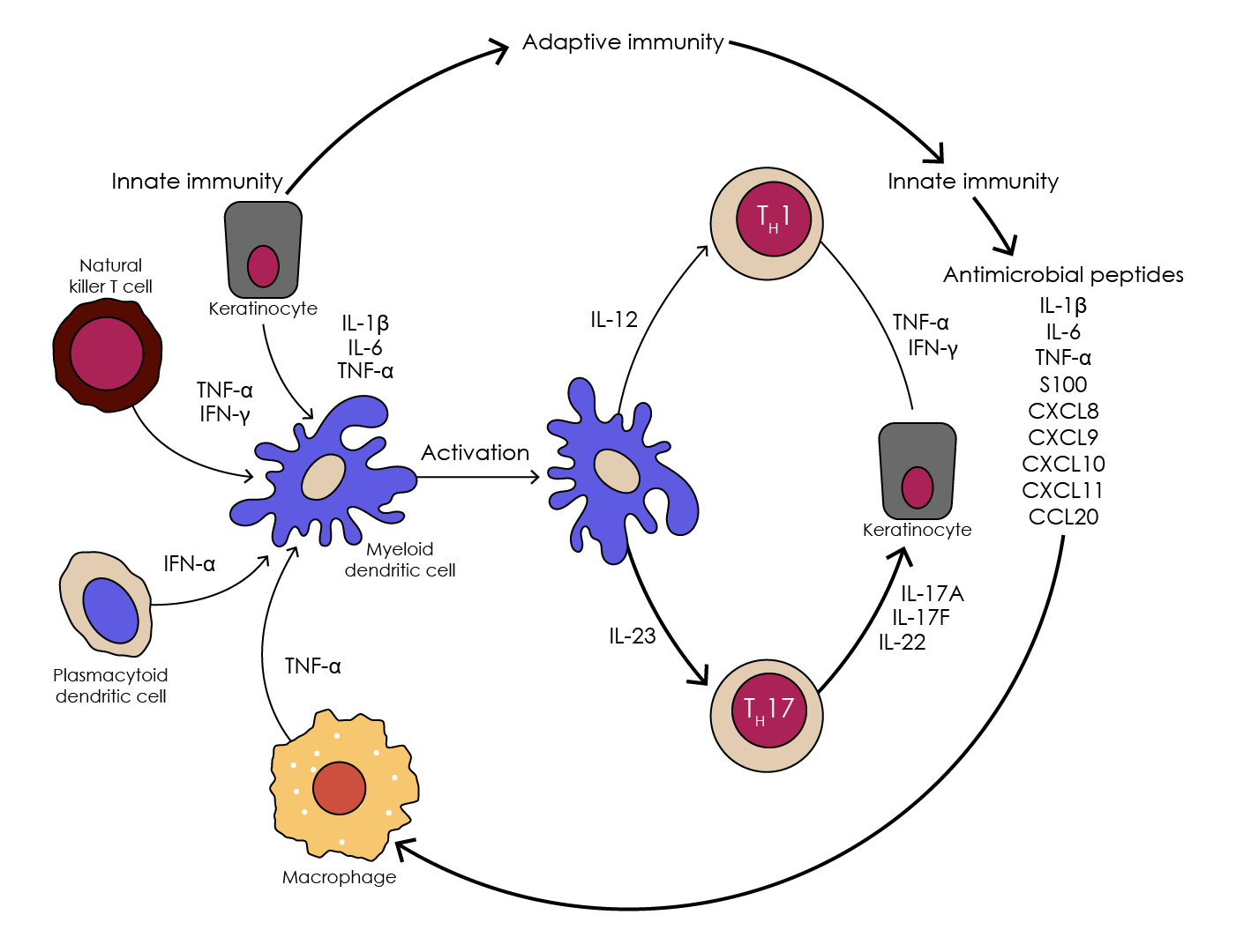 Figure 5. Maintaining psoriasis – transition from adaptive to innate immunity (adapted from Nestle et al., 2009).