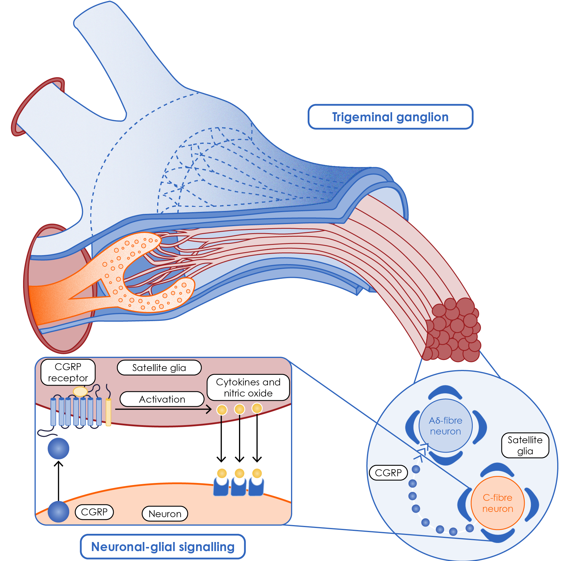 Relationship between cells and fibres within the trigeminal ganglion that express CGRP or the CGRP receptor