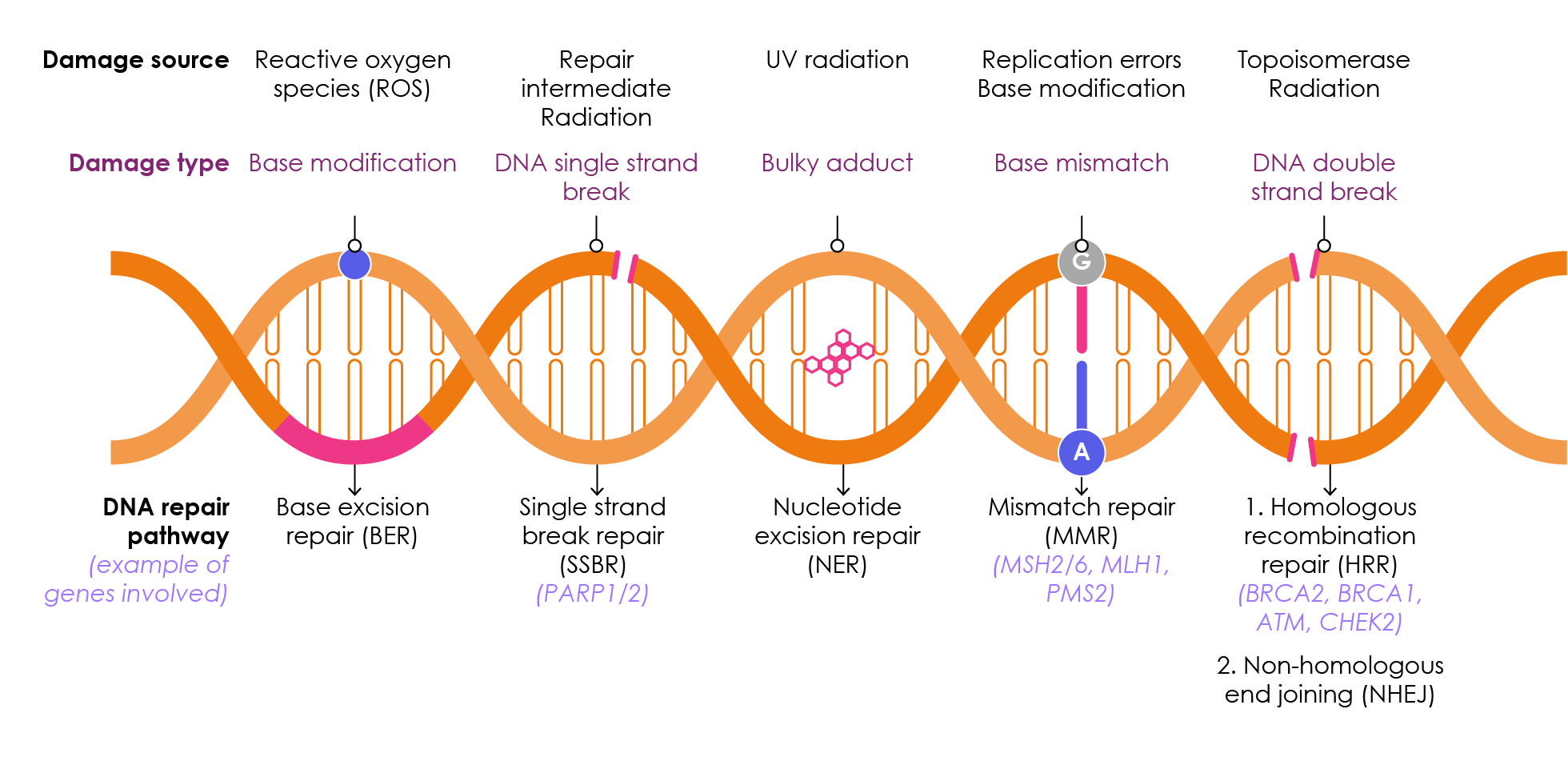 Figure 8. DNA repair pathways for the indicated damage types. Adapted from Caldecott, 2008; Lord & Ashworth, 2012; Athie et al., 2019