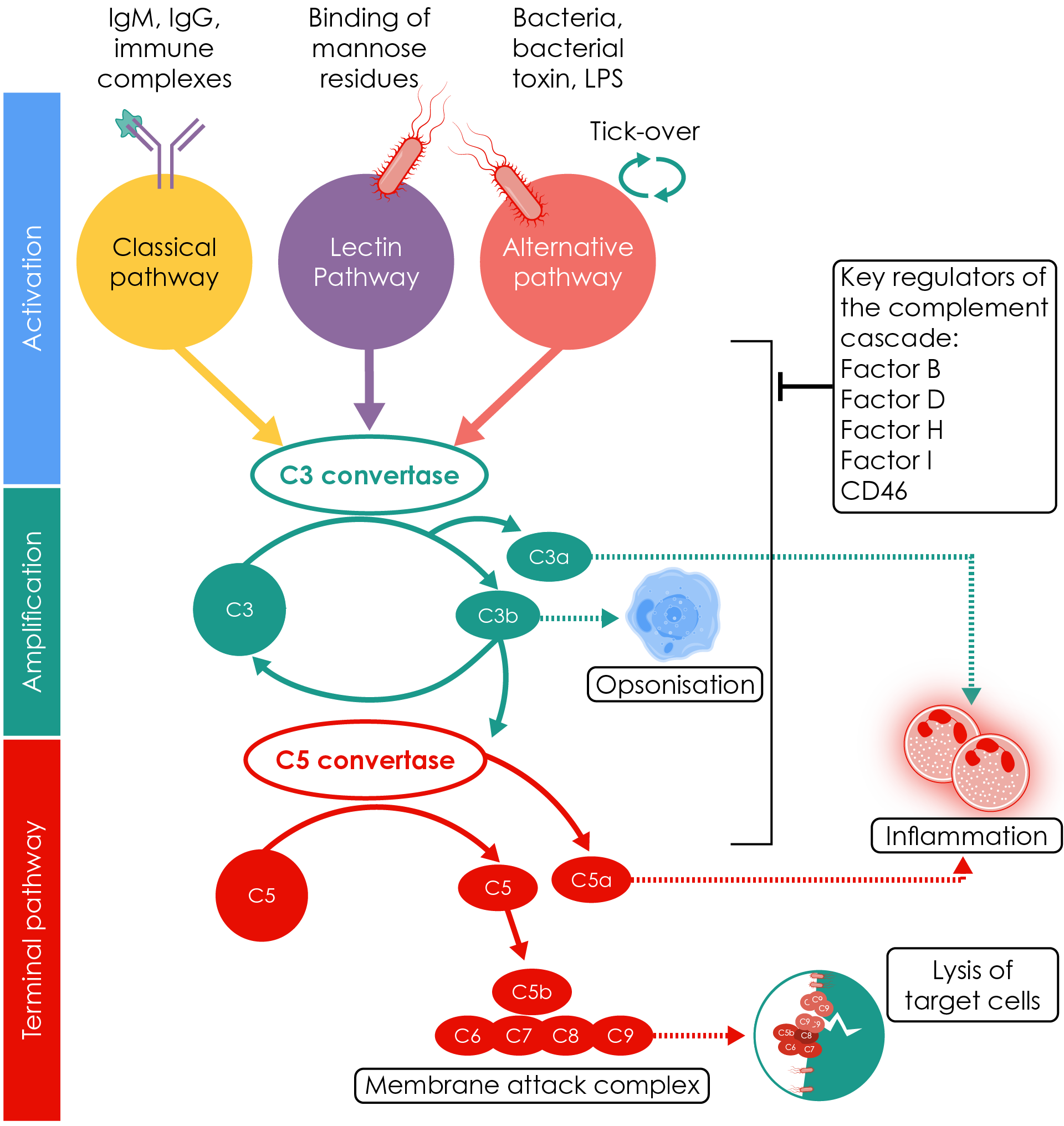 Pathways of complement cascade activation and their biological relevance