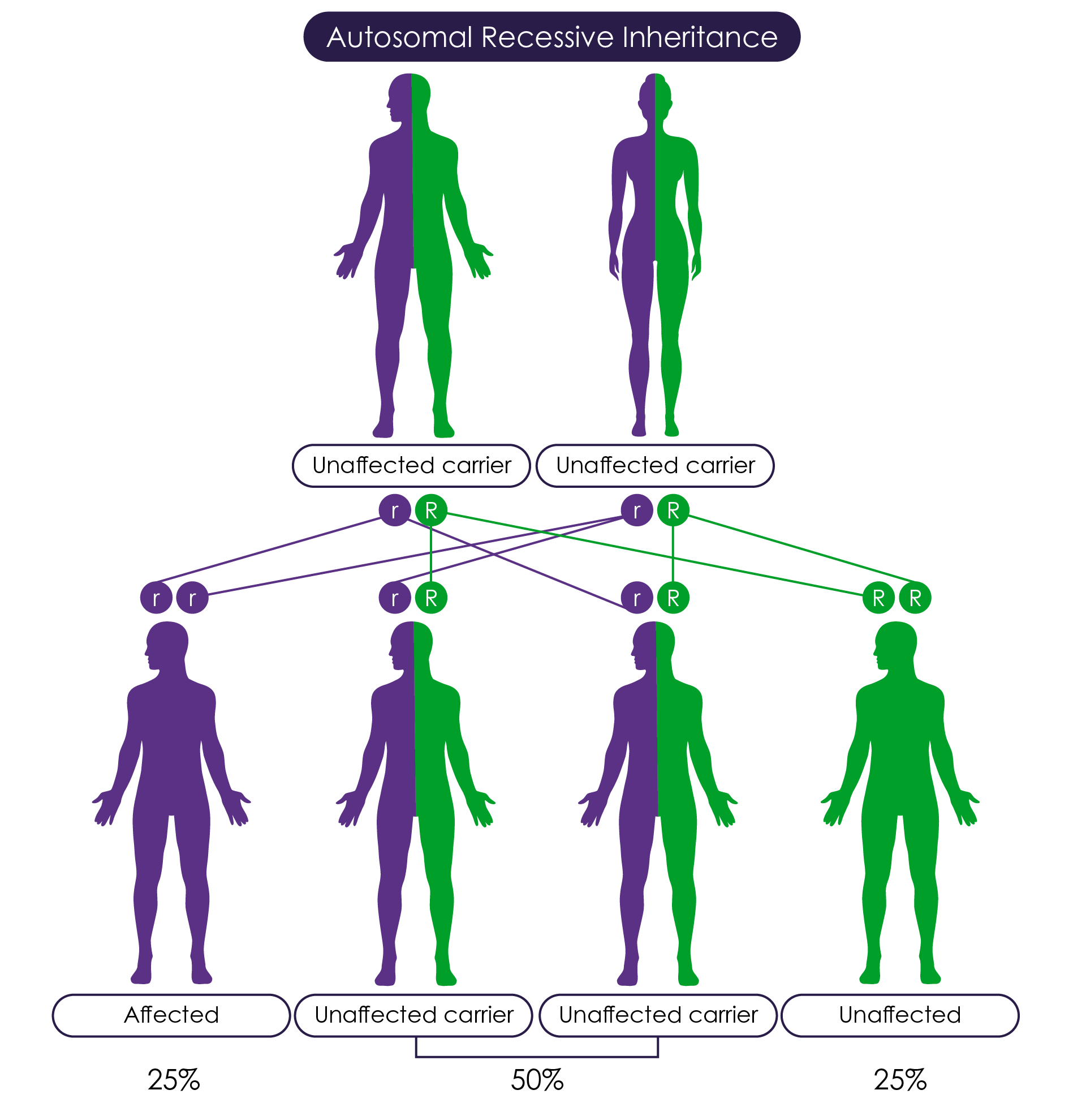 Pompe disease is inherited in an autosomal recessive pattern