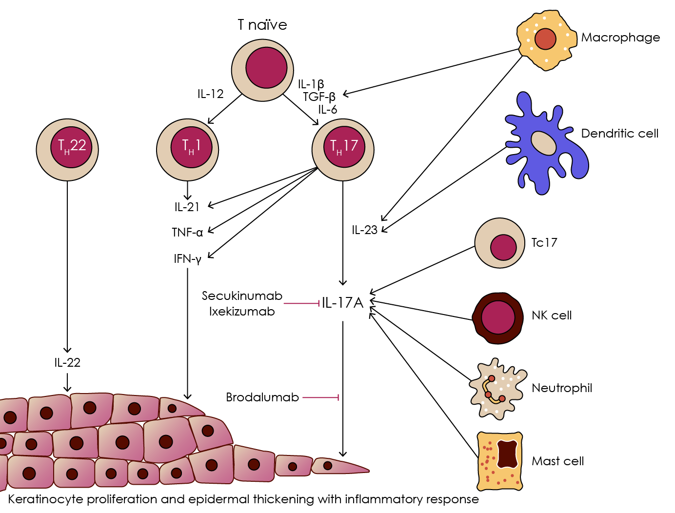 Figure 6. IL-17A in the pathogenesis of psoriasis, and targets for brodalumab, secukinumab, and ixekizumab (adapted from Lønnberg et al., 2014).