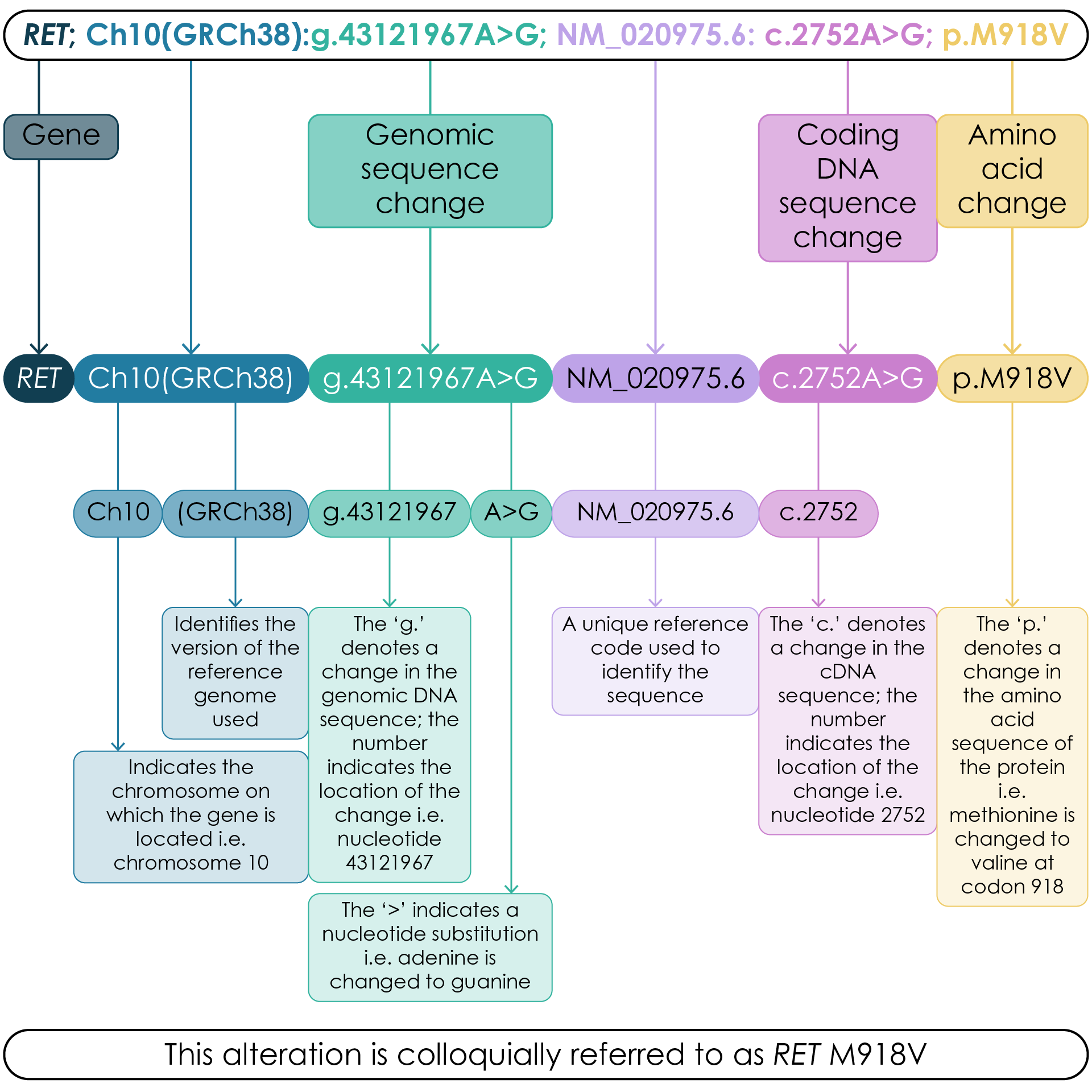 Example RET point mutation reported according to HGVS/HUGO nomenclature