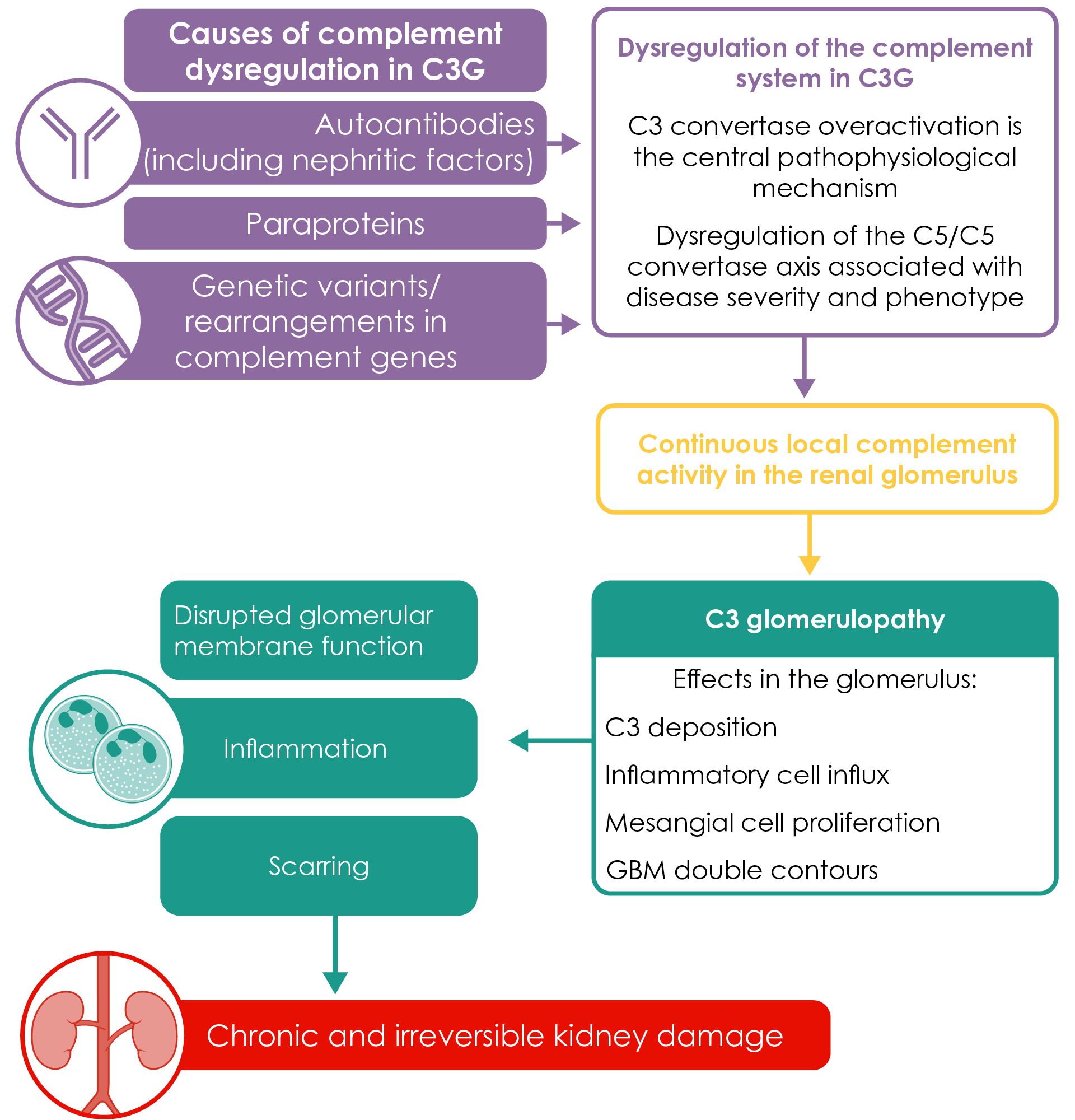 Complement system dysregulation in the pathophysiology of C3 glomerulopathy