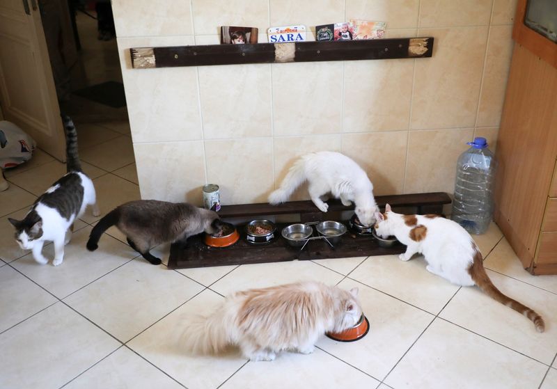 Health Rounds: Raw cat food poses risks for pets and their people-
